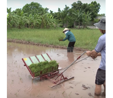 Máy cấy lúa không động cơ mạ sân