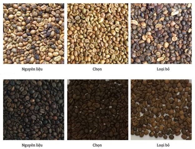 may phan loai mau ca phe hinh 7