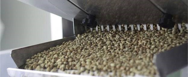 may phan loai mau ca phe hinh 4