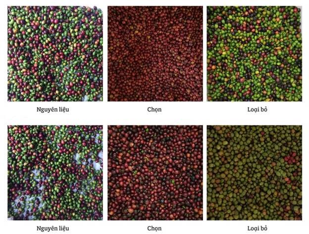 may phan loai mau ca phe hinh 8