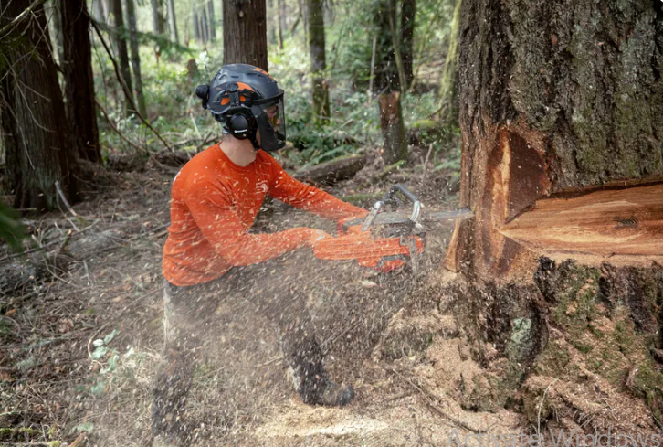 cua xich husqvarna 585 hinh 0